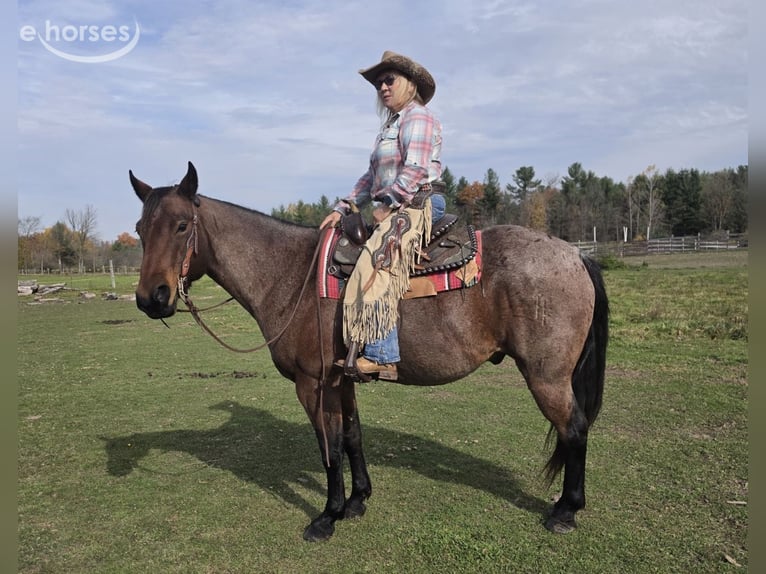 American Quarter Horse Ruin 7 Jaar 152 cm Roan-Bay in Gladwin, MI