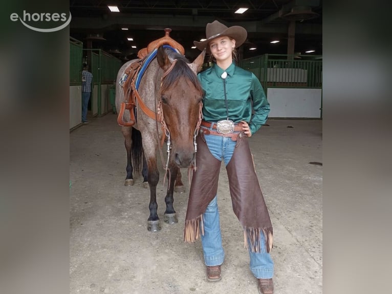 American Quarter Horse Ruin 7 Jaar 152 cm Roan-Bay in Gladwin, MI
