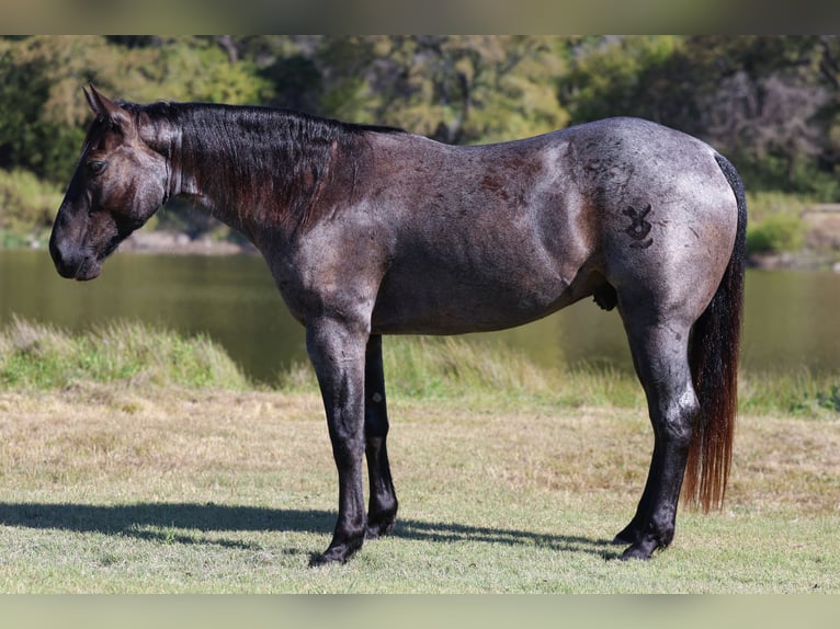American Quarter Horse Ruin 7 Jaar 152 cm Roan-Blue in Forney