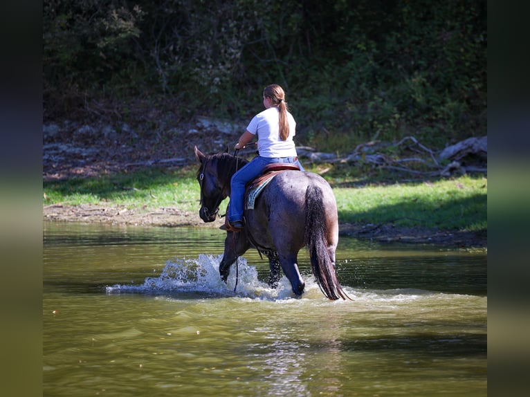 American Quarter Horse Ruin 7 Jaar 152 cm Roan-Blue in Forney American Quarter Horse Ruin 7 Jaar 152 cm Roan-Blue in Forney