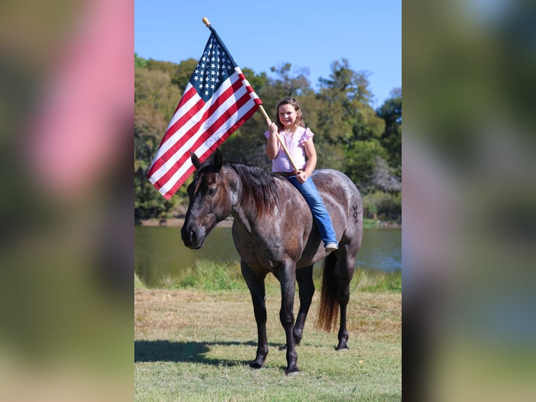 American Quarter Horse Ruin 7 Jaar 152 cm Roan-Blue in Forney American Quarter Horse Ruin 7 Jaar 152 cm Roan-Blue in Forney
