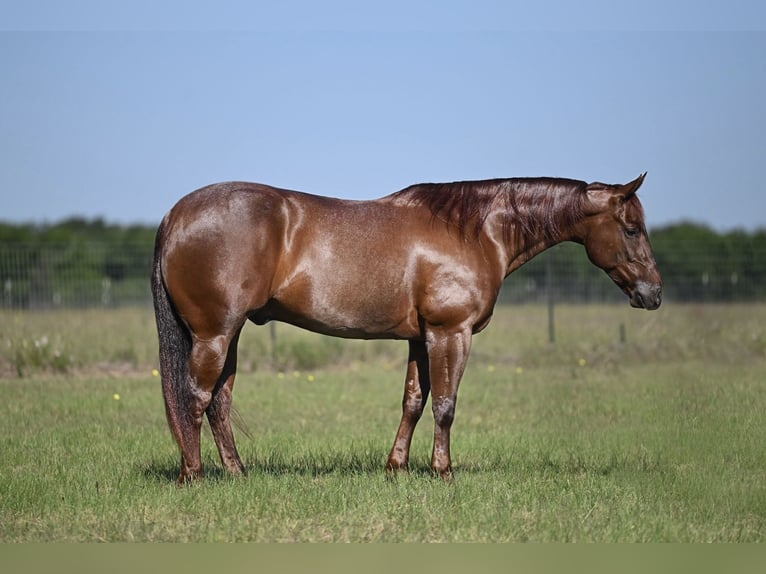 American Quarter Horse Ruin 7 Jaar 152 cm Roan-Red in Waco