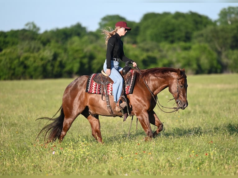 American Quarter Horse Ruin 7 Jaar 152 cm Roan-Red in Waco