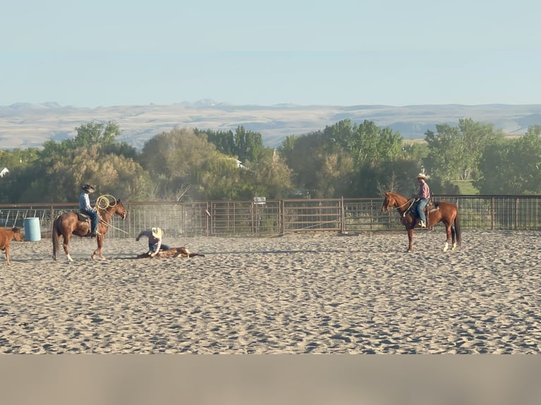 American Quarter Horse Ruin 7 Jaar 152 cm Roan-Red in Homedale