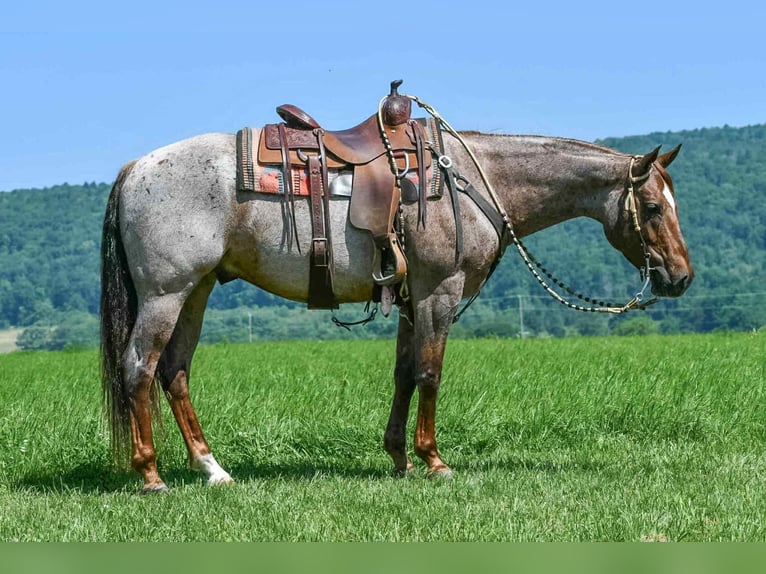 American Quarter Horse Ruin 7 Jaar 152 cm Roan-Red in Rebersburg, PA