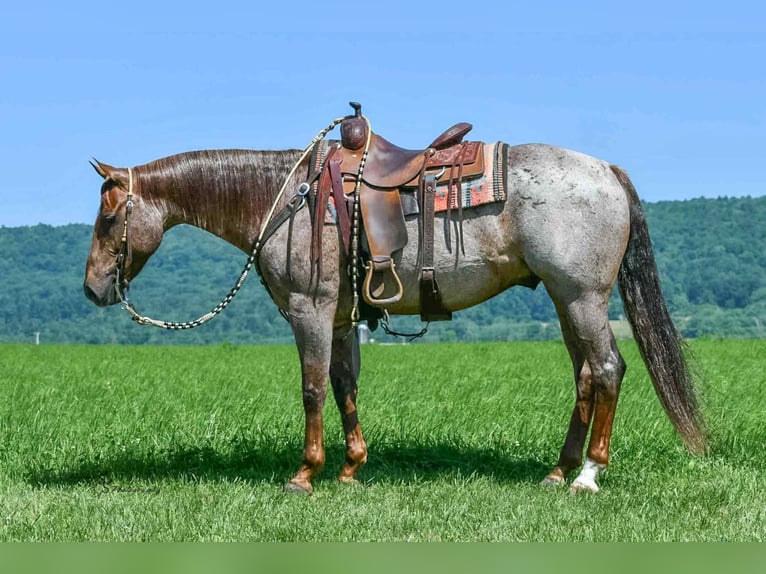 American Quarter Horse Ruin 7 Jaar 152 cm Roan-Red in Rebersburg, PA