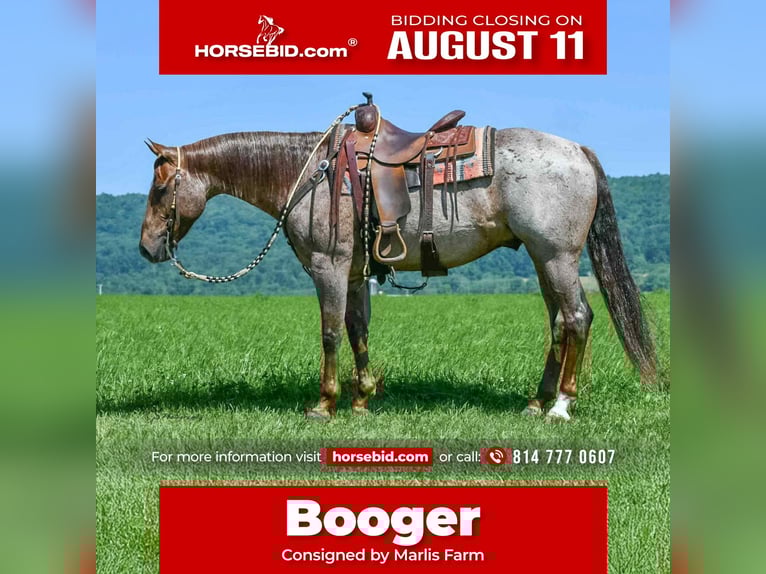American Quarter Horse Ruin 7 Jaar 152 cm Roan-Red in Rebersburg, PA