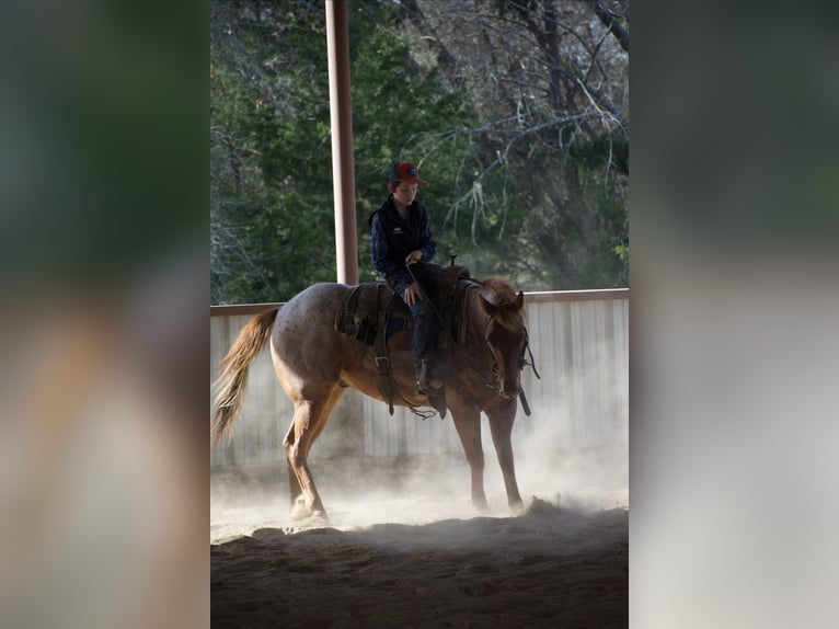 American Quarter Horse Ruin 7 Jaar 152 cm Roan-Red in Sulphur Springs