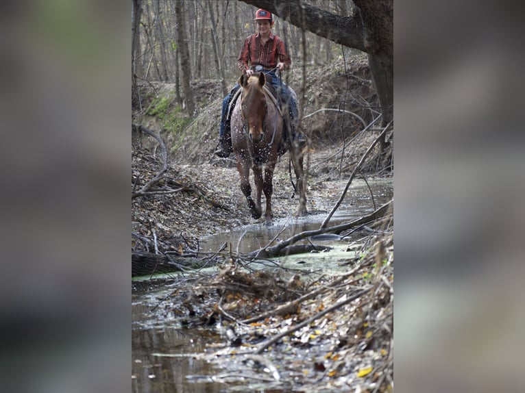 American Quarter Horse Ruin 7 Jaar 152 cm Roan-Red in Sulphur Springs