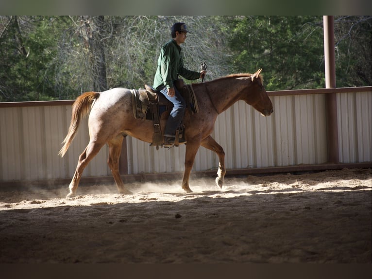 American Quarter Horse Ruin 7 Jaar 152 cm Roan-Red in Sulphur Springs