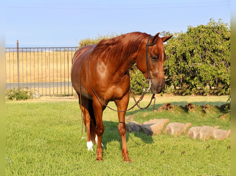 American Quarter Horse Ruin 7 Jaar 152 cm Roan-Red in Pleasant Grove CA
