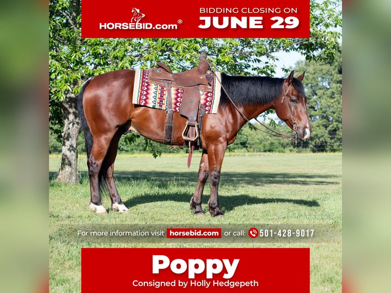 American Quarter Horse Ruin 7 Jaar 152 cm Roodbruin in Guy