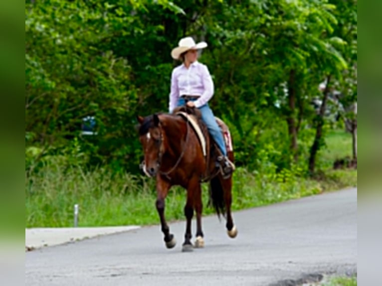 American Quarter Horse Ruin 7 Jaar 152 cm Roodbruin in Guy