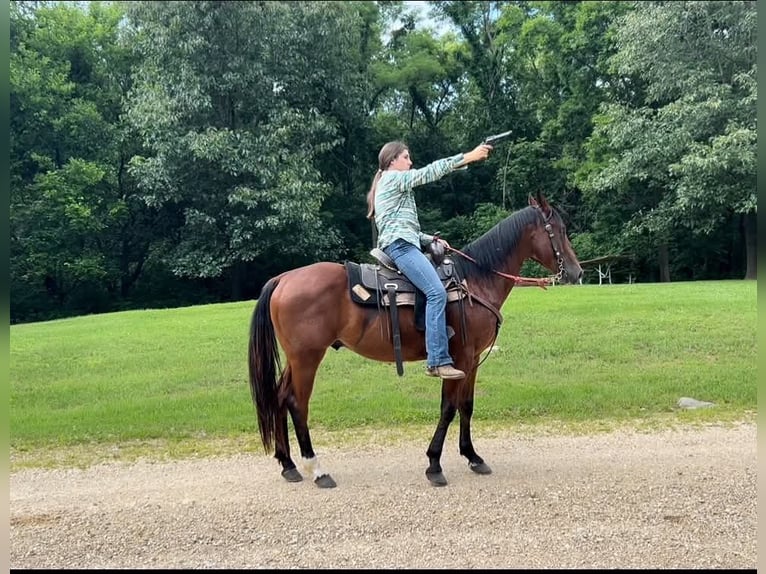 American Quarter Horse Ruin 7 Jaar 152 cm Roodbruin in Lisbon