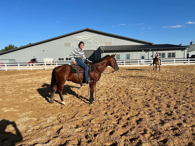 American Quarter Horse Ruin 7 Jaar 152 cm Roodbruin in Lisbon