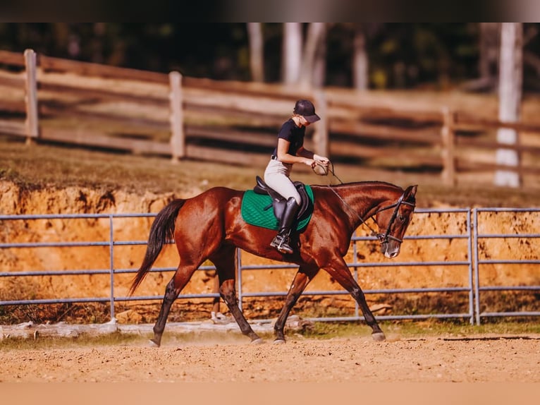 American Quarter Horse Ruin 7 Jaar 152 cm Roodbruin in Charlotte