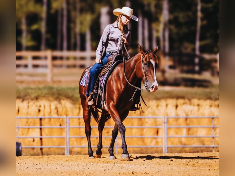 American Quarter Horse Ruin 7 Jaar 152 cm Roodbruin in Charlotte