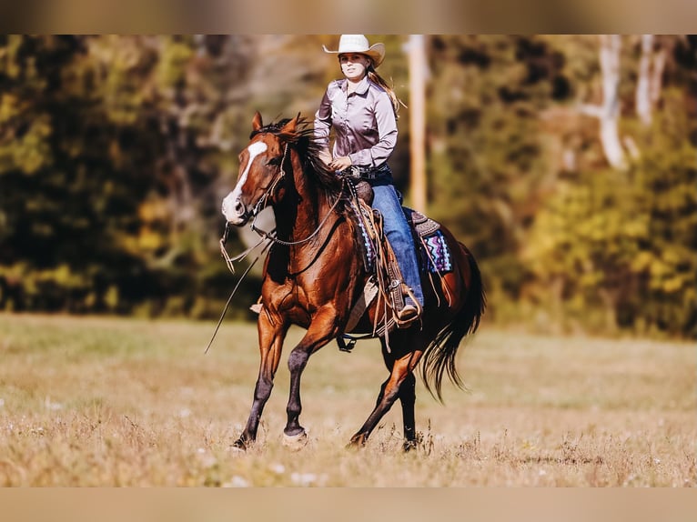 American Quarter Horse Ruin 7 Jaar 152 cm Roodbruin in Charlotte