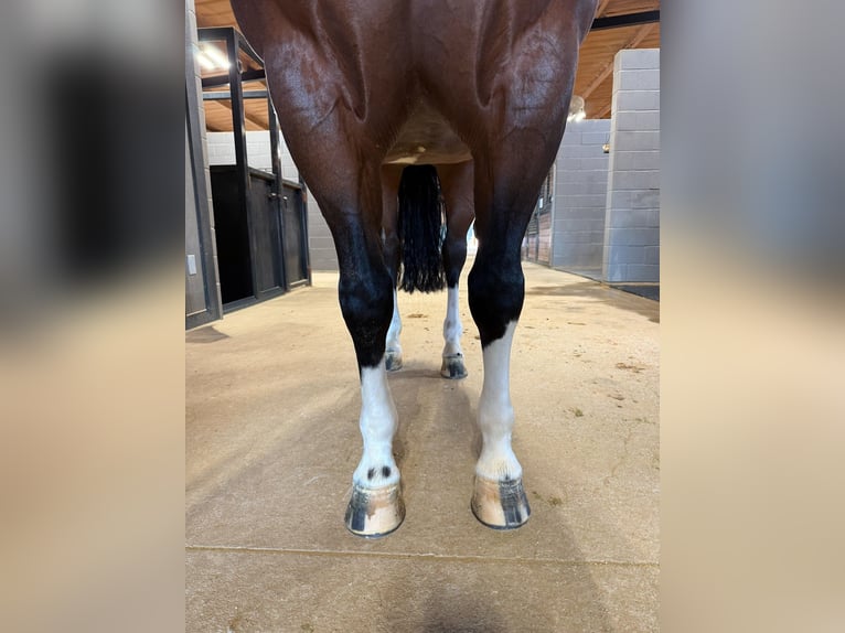 American Quarter Horse Ruin 7 Jaar 152 cm Roodbruin in Whitesboro