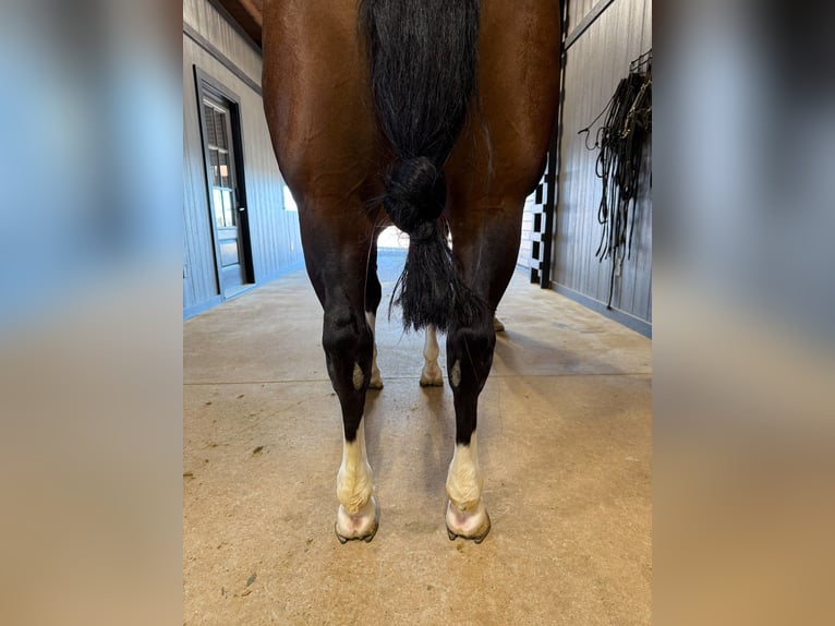 American Quarter Horse Ruin 7 Jaar 152 cm Roodbruin in Whitesboro