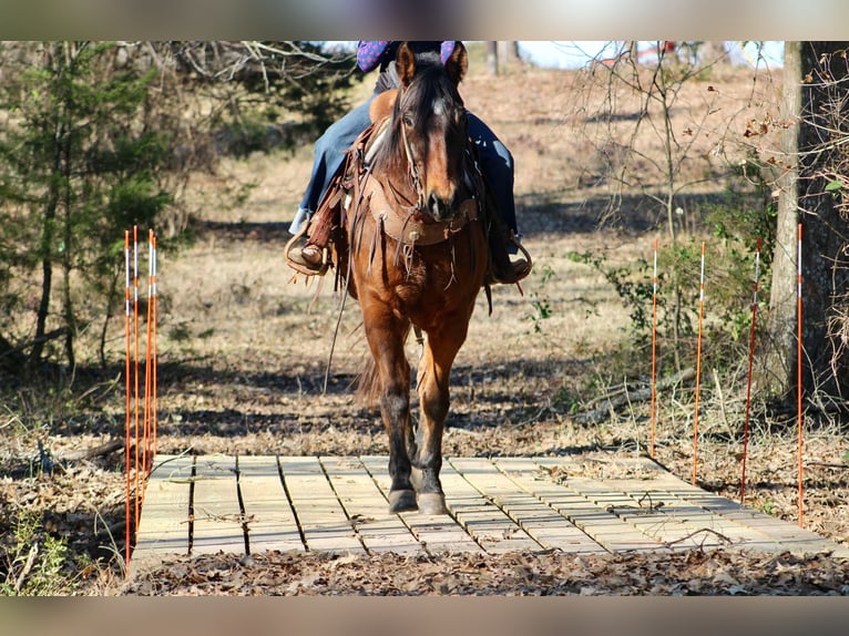 American Quarter Horse Ruin 7 Jaar 152 cm Roodbruin in Canton TX