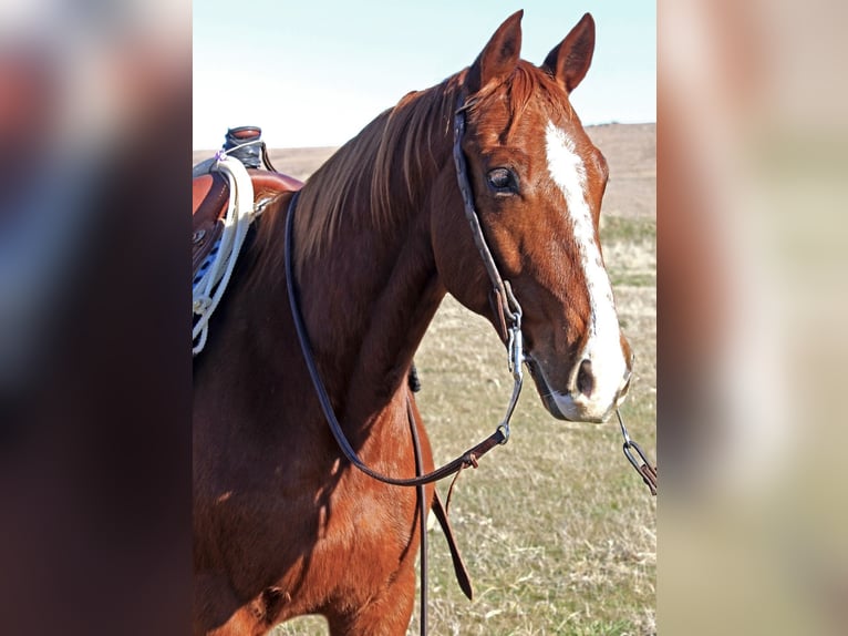 American Quarter Horse Ruin 7 Jaar 152 cm Roodvos in Okemah, OK