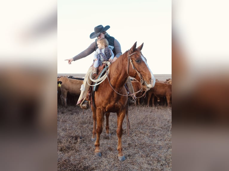 American Quarter Horse Ruin 7 Jaar 152 cm Roodvos in Okemah, OK