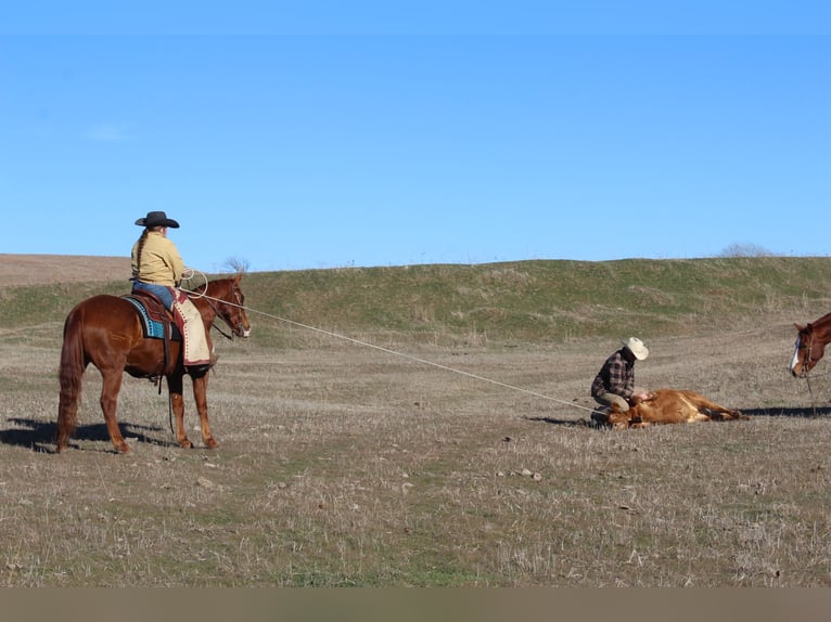 American Quarter Horse Ruin 7 Jaar 152 cm Roodvos in Okemah, OK