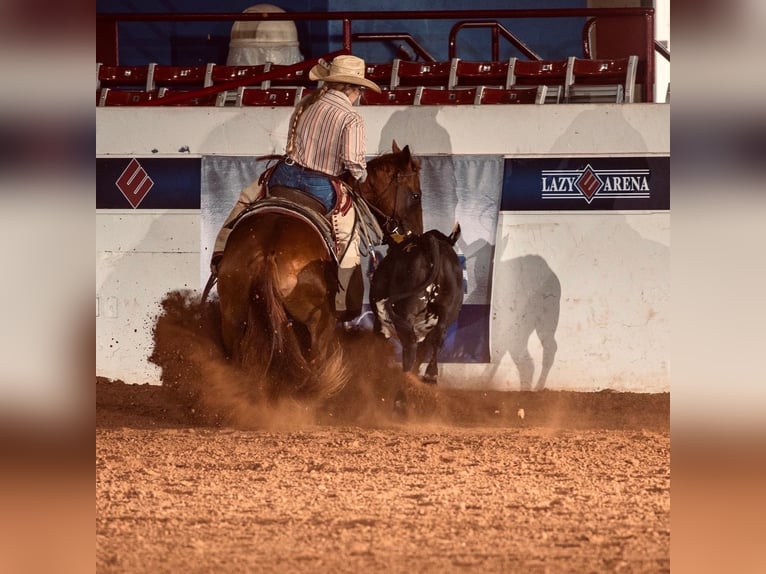 American Quarter Horse Ruin 7 Jaar 152 cm Roodvos in Okemah, OK