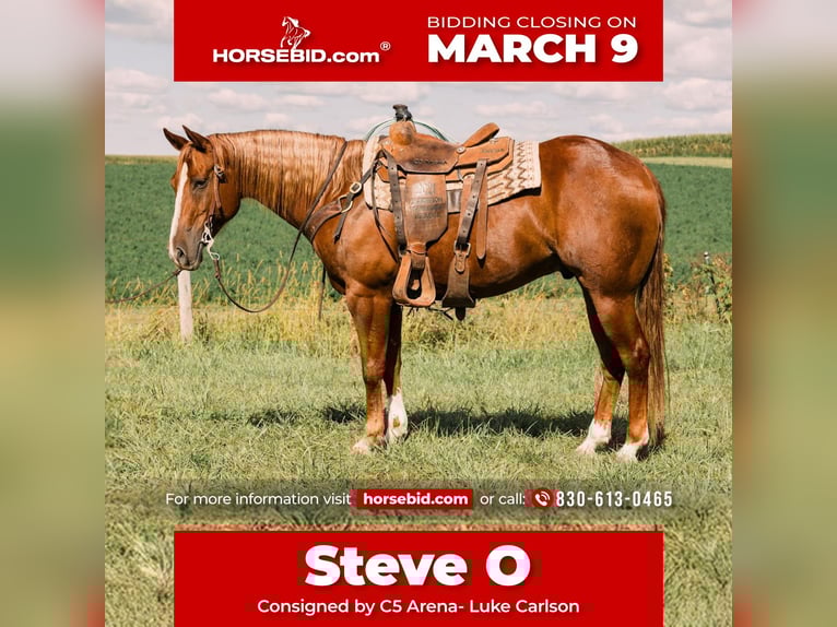 American Quarter Horse Ruin 7 Jaar 152 cm Roodvos in Decorah