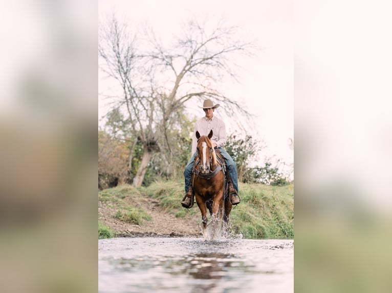 American Quarter Horse Ruin 7 Jaar 152 cm Roodvos in Decorah