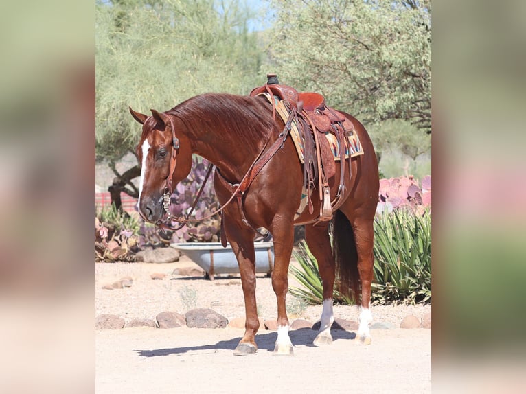 American Quarter Horse Ruin 7 Jaar 152 cm Roodvos in Cave Creek, AZ