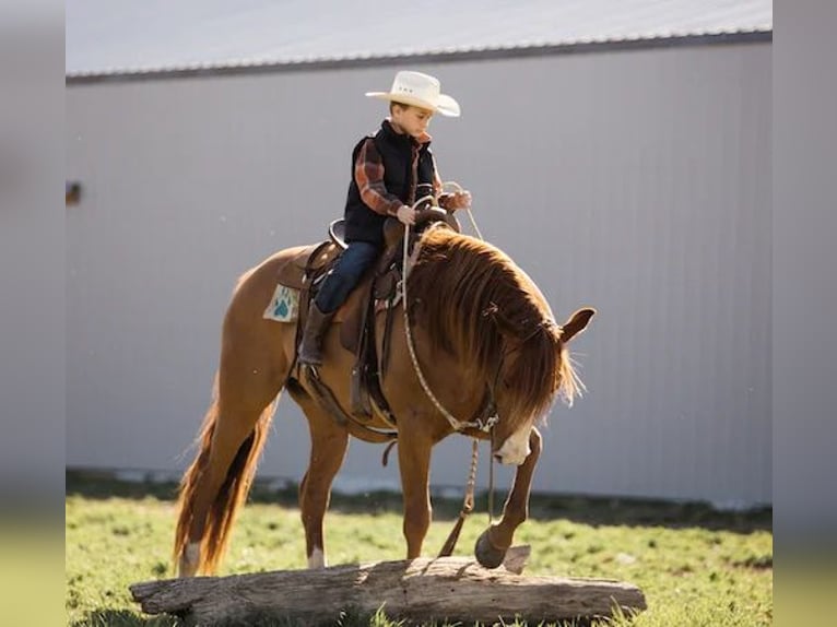 American Quarter Horse Ruin 7 Jaar 152 cm Roodvos in Lewistown