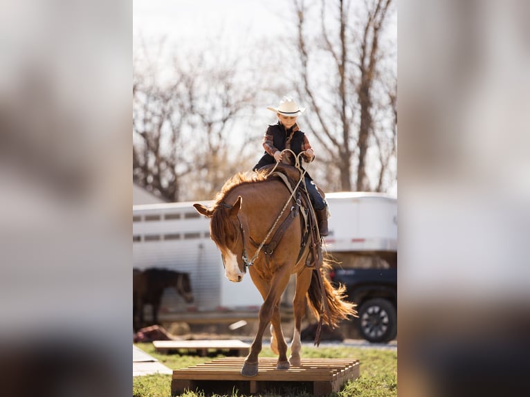 American Quarter Horse Ruin 7 Jaar 152 cm Roodvos in Lewistown