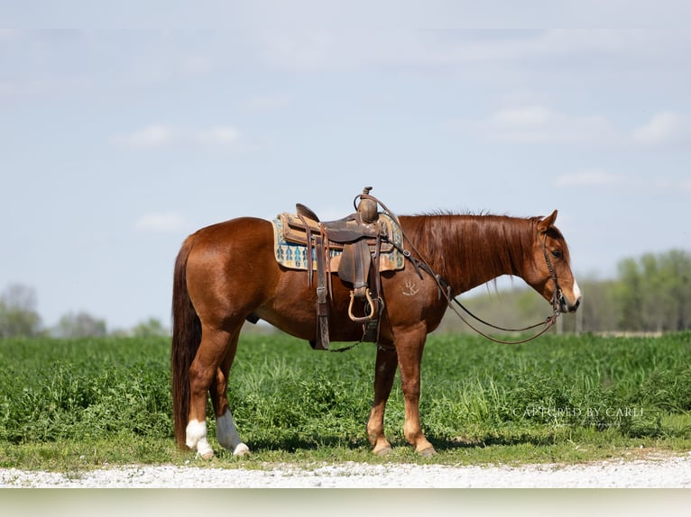 American Quarter Horse Ruin 7 Jaar 152 cm Roodvos in Lewistown