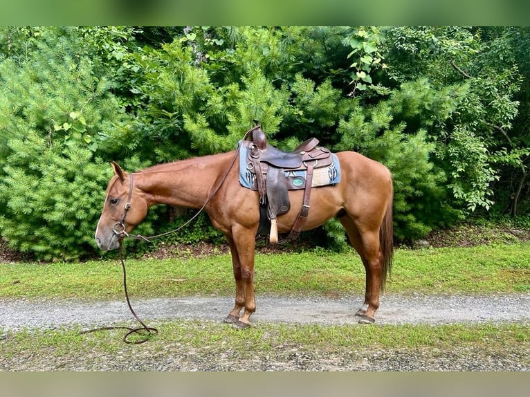 American Quarter Horse Ruin 7 Jaar 152 cm Roodvos in North Windham