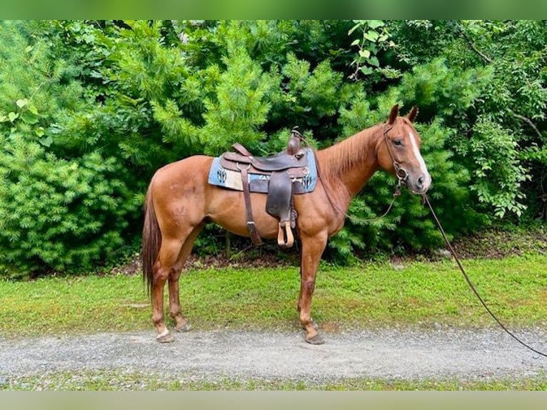 American Quarter Horse Ruin 7 Jaar 152 cm Roodvos in North Windham