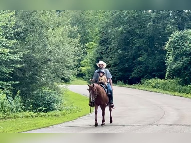 American Quarter Horse Ruin 7 Jaar 152 cm Roodvos in North Windham