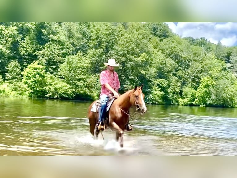 American Quarter Horse Ruin 7 Jaar 152 cm Roodvos in North Windham