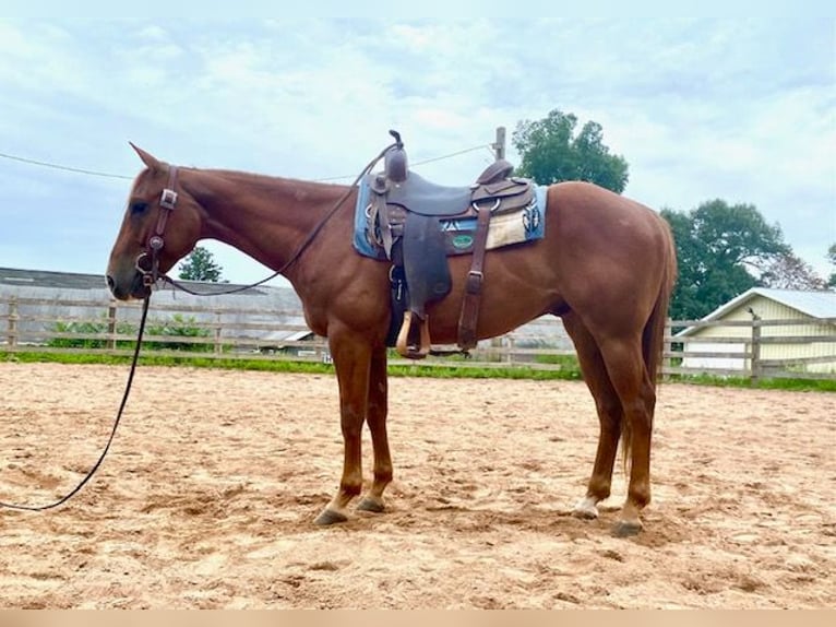 American Quarter Horse Ruin 7 Jaar 152 cm Roodvos in North Windham