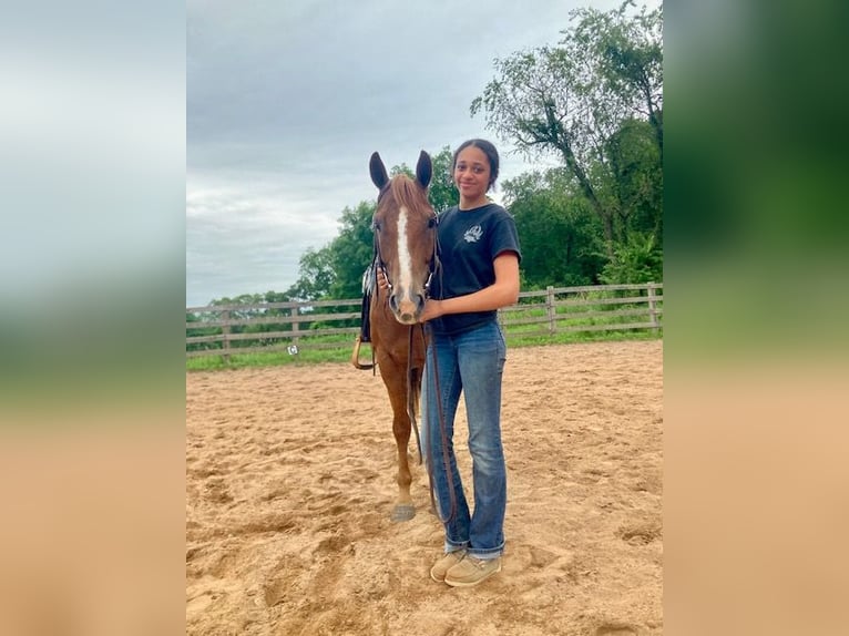 American Quarter Horse Ruin 7 Jaar 152 cm Roodvos in North Windham