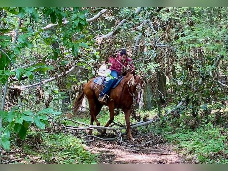 American Quarter Horse Ruin 7 Jaar 152 cm Roodvos in North Windham