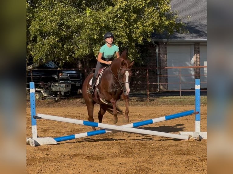 American Quarter Horse Ruin 7 Jaar 152 cm Roodvos in Cleburne