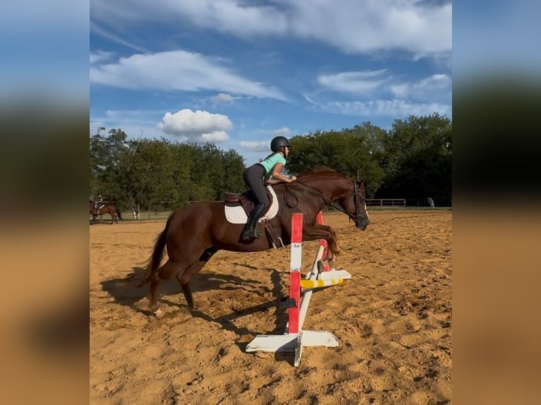 American Quarter Horse Ruin 7 Jaar 152 cm Roodvos in Cleburne