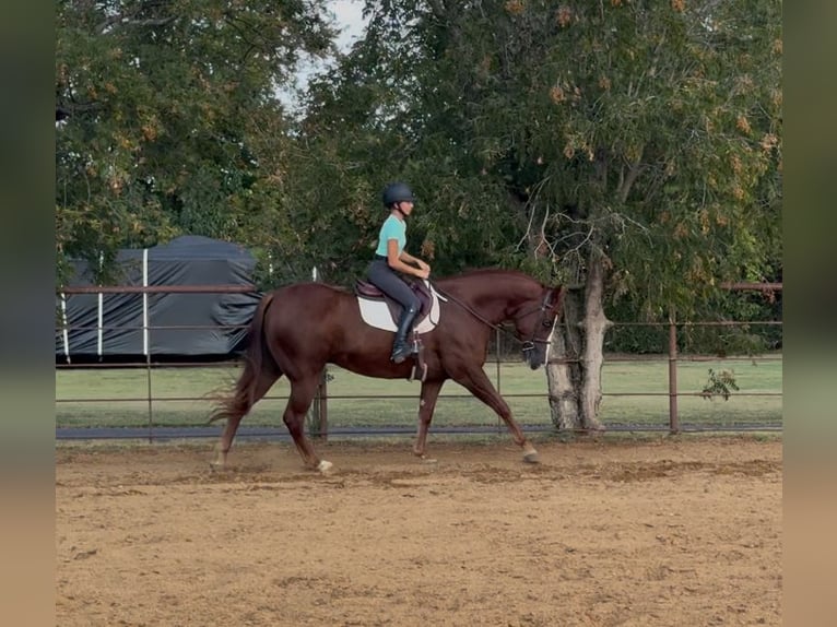 American Quarter Horse Ruin 7 Jaar 152 cm Roodvos in Cleburne