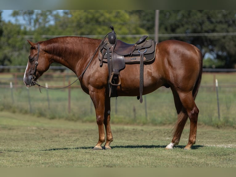 American Quarter Horse Ruin 7 Jaar 152 cm Roodvos in Cleburne