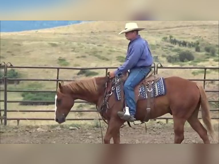 American Quarter Horse Ruin 7 Jaar 152 cm Roodvos in Banner, WY