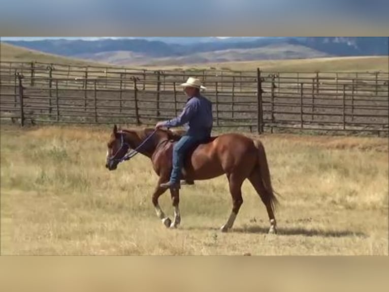 American Quarter Horse Ruin 7 Jaar 152 cm Roodvos in Banner, WY