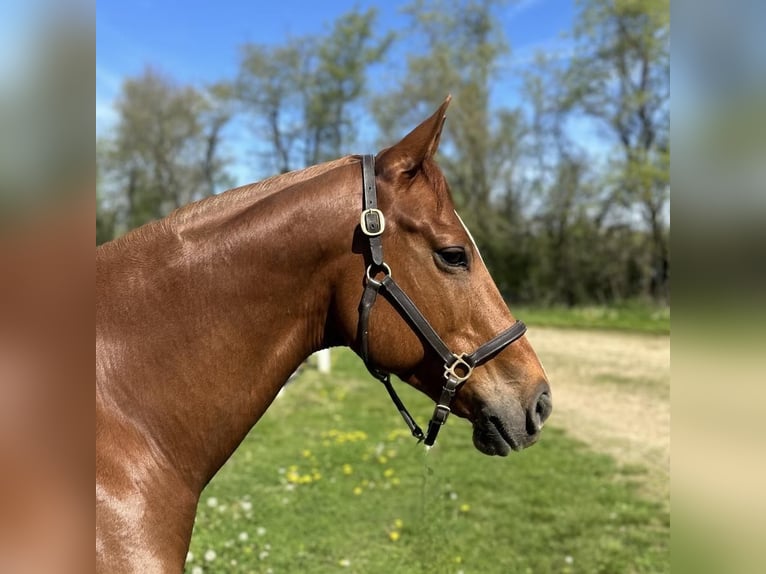 American Quarter Horse Ruin 7 Jaar 152 cm Roodvos in Granby, CT