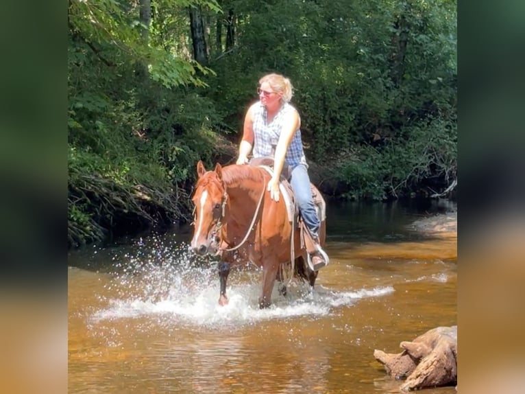 American Quarter Horse Ruin 7 Jaar 152 cm Roodvos in Granby, CT